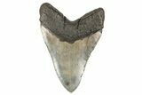 Huge, Fossil Megalodon Tooth - Visible Serrations #192858-2